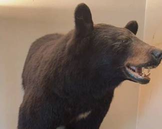 Black Bear Mount 