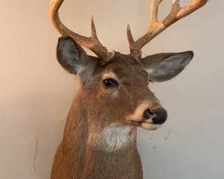 White Tail Mount 