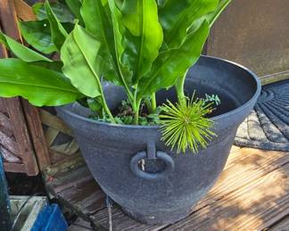 Plant