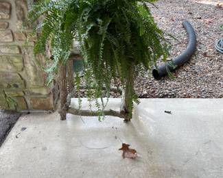 several ferns & stands