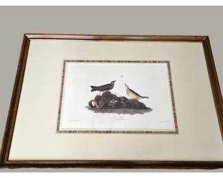 Large Framed Audubon Bird Print – Brown Titlark by J.J. Audubon, Engraved by Havell 43x29 - Wall Art