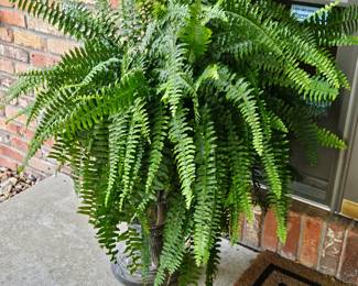 Gorgeous Live Fern in a 21" Concrete Pot! Beautiful! Needs a Shady Spot to Stay Healthy