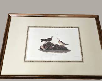  Large Framed Audubon Bird Print – Brown Titlark by J.J. Audubon, Engraved by Havell 43x29 - Wall Art