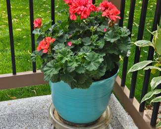 Turquoise Resin Planter with Vibrant Red Geraniums + Rolling Base – 15"x13"