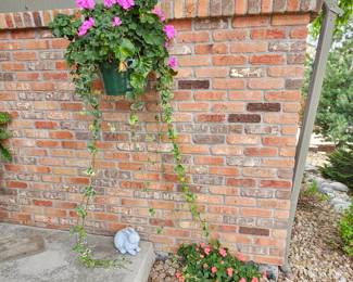 - Live Flowers Lot Plus Decorative Yard Bunny - Hanging Plant w/ Live Flowers and Ivy - Smaller Concrete Planter
