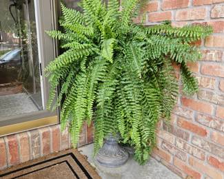 Gorgeous Live Fern in a 21" Concrete Pot! Beautiful! Needs a Shady Spot to Stay Healthy
