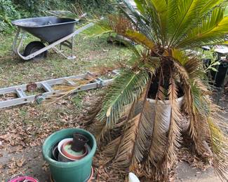 1 of 2 saga palms