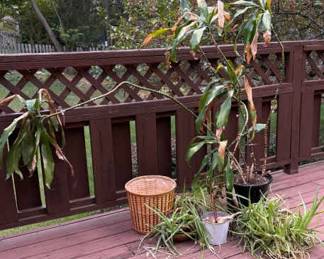 436 House Plants