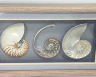 Framed Shells