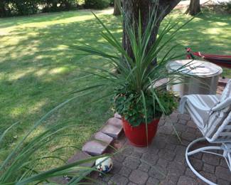 plant and  pot