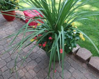other  pot
