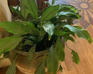 Large house plant