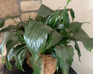 plant with wicker basket