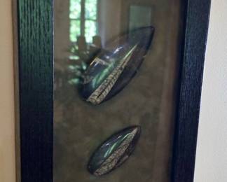Framed Orthoceras Fossils 