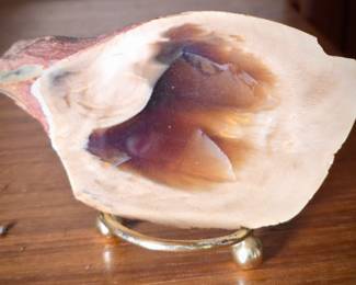 Petrified Wood Slice