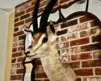 Game mount/taxidermy