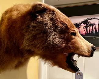 Big game/taxidermy mount – bear