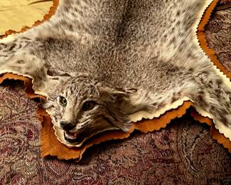 Bobcat pelt