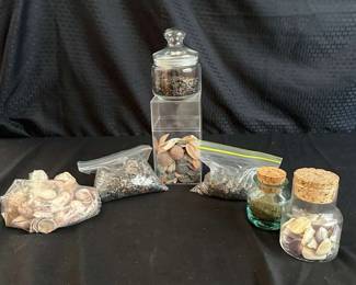 PR247Shark Teeth And Shells Mystery Lot