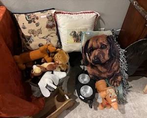 dacshund collection