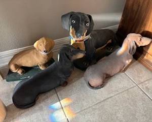dachshund statues