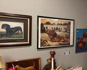 dachshund pictures