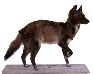 Black Coyote taxidermy mount.
