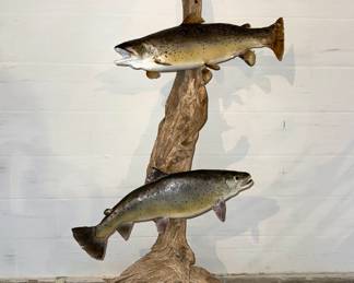 Taxidermy trout on driftwood.