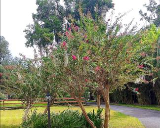 Trees, Landscaping and Outdoor Lighting.