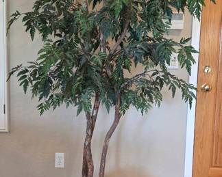 8 Silk Tree In Pot
