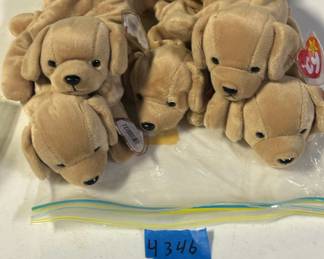 Beanie puppies