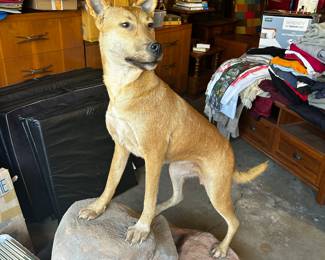 African dingo taxidermy