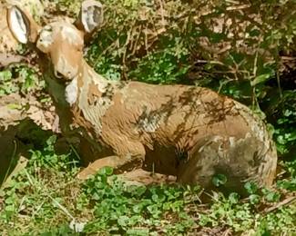 Deer in the yard