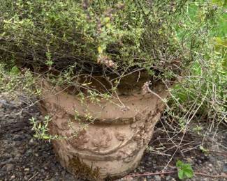 Cleveland Sage Plant In Plastic Pot
