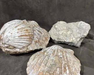 Fossilized Scallop Shells