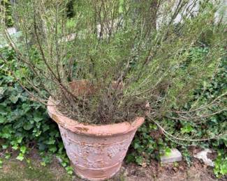 Large Rosemary Plant