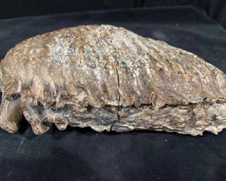 Fossilized Mastodon Tooth