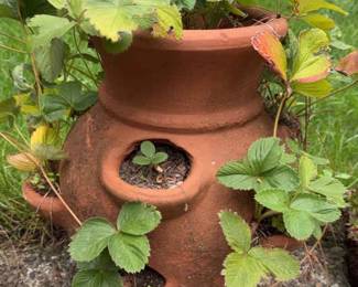 Terracotta Planter With Strawberry Plant