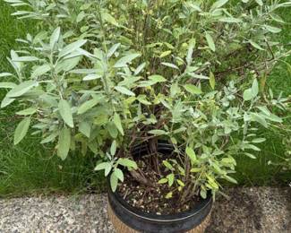 Sage Plant In Ceramic Pot