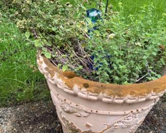 Oregano Plant In Plastic Pot
