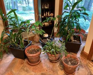 Potted Plants