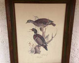Wall Art Long ailed Dusky Grouse from John James Audubons Birds of America