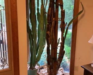 Tall Cactus Platnts