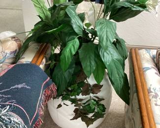 Potted Plant