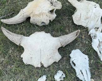 Domestic Skulls