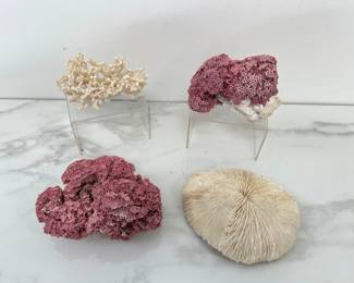 Lot 7716 Natural Curiosities  Elkhorn Coral  Coralline Algae  Mushroom Coral
