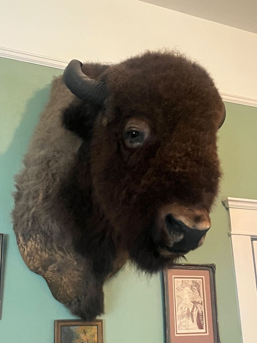 Huge Early American Bison Taxidermy Mount