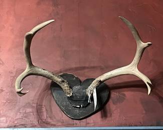 Antique Mule Deer Mounting 