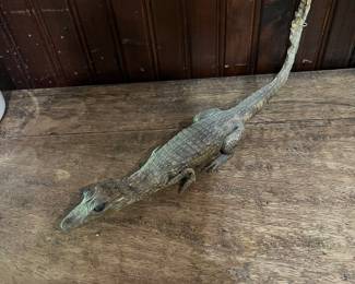 Baby Alligator Taxidermy 