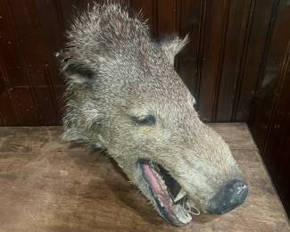 Vintage Javelina Head
